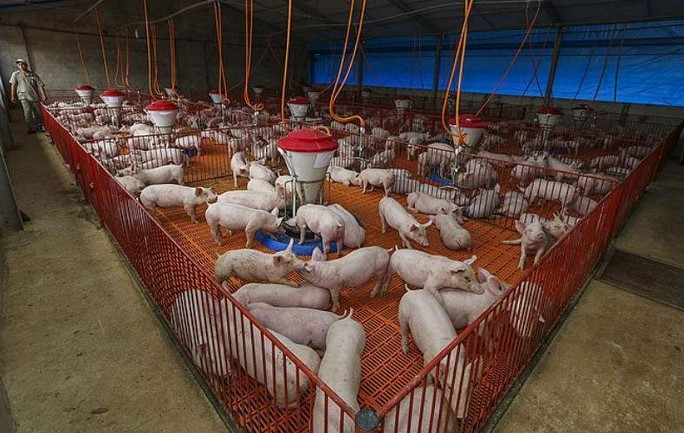 preco-da-carne-de-porco-perde-competitividade-para-boi-e-frango-em-julho;-entenda-movimento