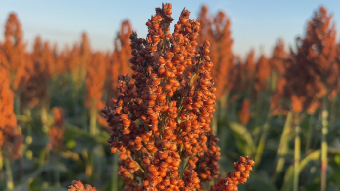 safra-do-sorgo-anima-produtores
