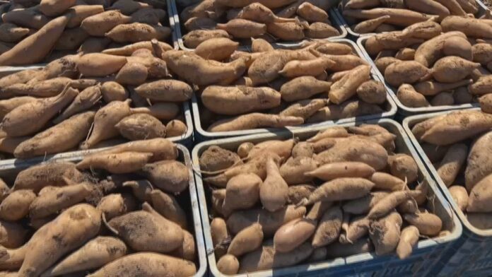 batata-yacon-tem-sabor-doce-e-pode-ser-consumida-crua batata-yacon-tem-sabor-doce-e-pode-ser-consumida-crua