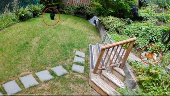 e-#fato:-caozinho-lulu-da-pomerania-expulsa-urso-de-casa-no-canada;-assista-ao-video e-#fato:-caozinho-lulu-da-pomerania-expulsa-urso-de-casa-no-canada;-assista-ao-video