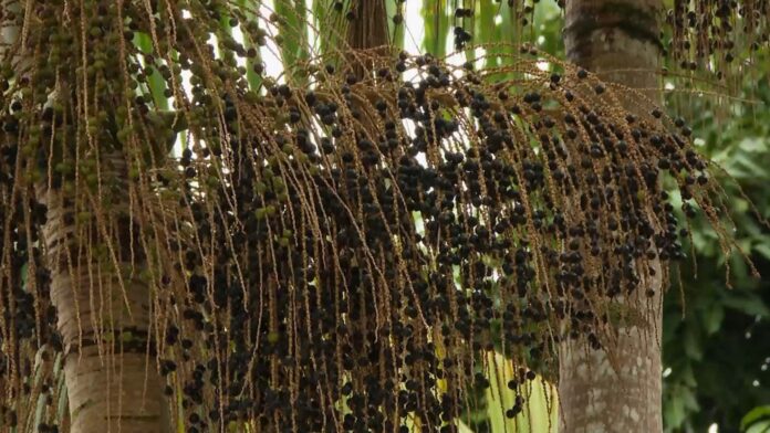 voce-conhece-a-jucara?-arvore-da-mata-atlantica-produz-fruto-semelhante-ao-acai-e-palmito