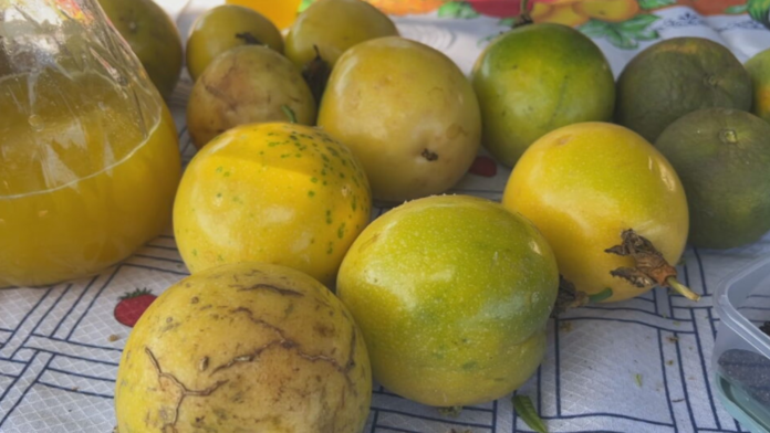 colher-fruta-no-pe-e-uma-das-riquezas-de-quem-vive-na-zona-rural