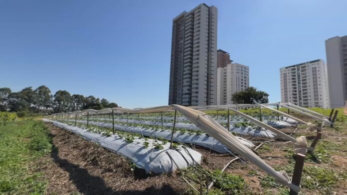 propriedades-rurais-ficam-‘coladas’-na-area-urbana-com-o-crescimento-das-cidades