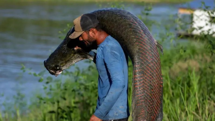 pele-de-peixe-gigante-da-amazonia-vira-bolsa-de-luxo,-mas-ganho-nao-chega-a-pescadores