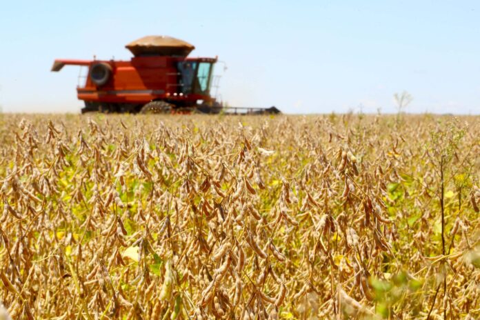 china-aumenta-importacoes-de-soja-do-brasil-e-reduz-compra-dos-eua-em-julho