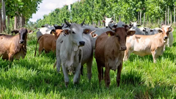 as-‘supervacas’-que-fizeram-do-brasil-o-maior-exportador-de-carne-do-mundo as-‘supervacas’-que-fizeram-do-brasil-o-maior-exportador-de-carne-do-mundo