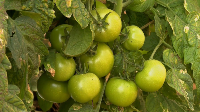 frio-prolongado-afeta-producao-de-tomate-e-faz-precos-dispararem frio-prolongado-afeta-producao-de-tomate-e-faz-precos-dispararem