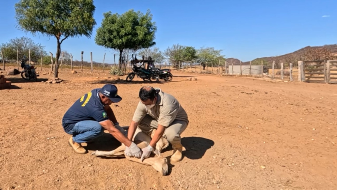 mais-de-600-mortes-de-animais:-entenda-a-cronologia-dos-casos-ligados-a-vacina-excell-10 mais-de-600-mortes-de-animais:-entenda-a-cronologia-dos-casos-ligados-a-vacina-excell-10