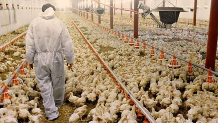 uniao-europeia-reconhece-brasil-como-livre-da-gripe-aviaria-e-retira-suspensao-sobre-frango