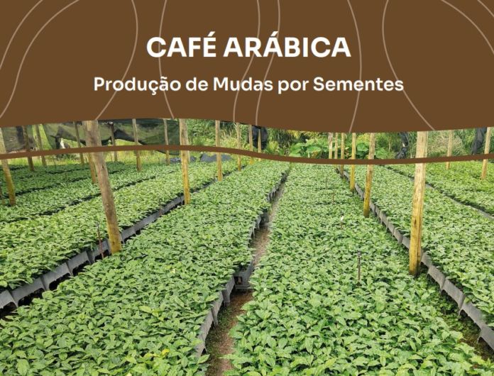veja-dicas-para-produzir-cafe-arabica veja-dicas-para-produzir-cafe-arabica
