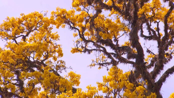 florada-dos-ipes-embeleza-a-zona-rural