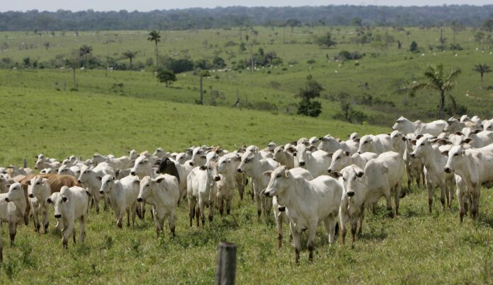 brasil-tem-12%-mais-bovinos-do-que-gente-e-305-ovos-por-habitante:-veja-numeros-agro