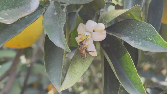 inicio-da-primavera-marca-inicio-da-safra-de-mel inicio-da-primavera-marca-inicio-da-safra-de-mel