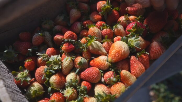 morango-esta-em-pico-de-safra-em-piedade morango-esta-em-pico-de-safra-em-piedade