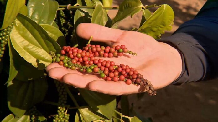 agricultura-familiar-faz-do-brasil-potencia-na-exportacao-de-pimenta-do-reino-e-pimenta-rosa