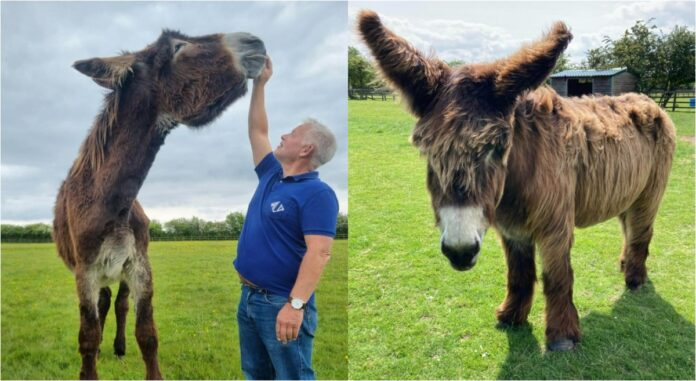 video:-burro-mais-alto-e-o-mais-‘orelhudo’-do-mundo-entram-para-o-guinness-2026