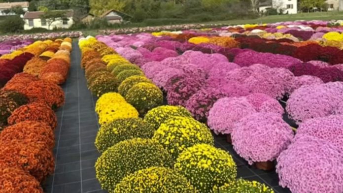 propriedade-de-sp-exporta-milhoes-de-mudas-de-flores