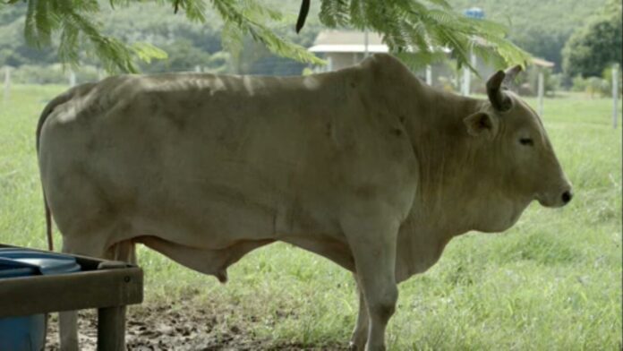 todo-touro-pula?-veterinario-desvenda-mitos-e-verdades-sobre-os-animais-‘atletas’ todo-touro-pula?-veterinario-desvenda-mitos-e-verdades-sobre-os-animais-‘atletas’