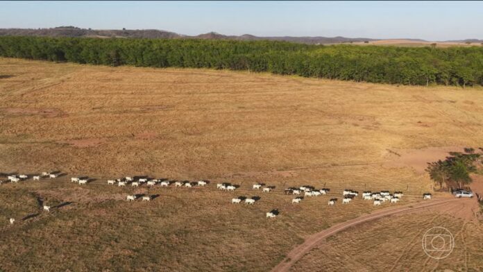 conheca-tecnicas-inovadoras-que-diminuem-o-impacto-ambiental-da-producao-de-carne