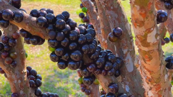 fazenda-tem-mais-de-mil-jabuticabeiras-em-producao