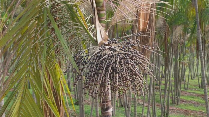 produtores-de-sao-paulo-investem-no-cultivo-de-acai produtores-de-sao-paulo-investem-no-cultivo-de-acai