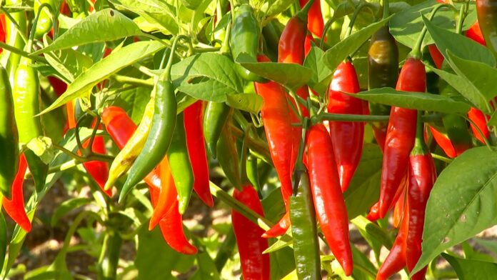 veja-dicas-de-como-cultivar-pimentas-e-fazer-conservas veja-dicas-de-como-cultivar-pimentas-e-fazer-conservas