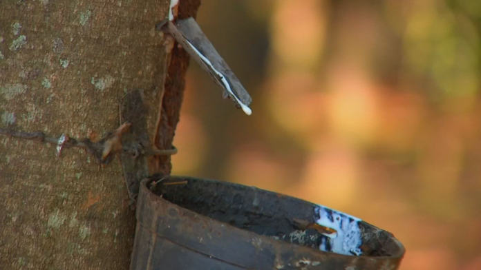 comeca-a-sangria-nos-seringais-de-sp