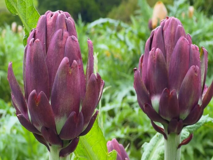 produtores-de-alcachofra-aproveitam-a-safra-para-lucrar-com-turismo-rural