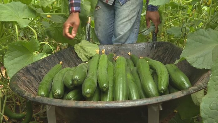 cultivo-de-pepino-ajuda-na-renda-da-pequena-propriedade-rural
