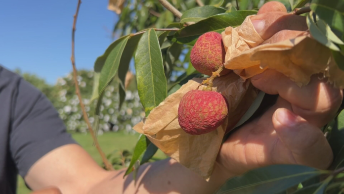 produtores-de-lichia-estao-otimistas-com-a-safra