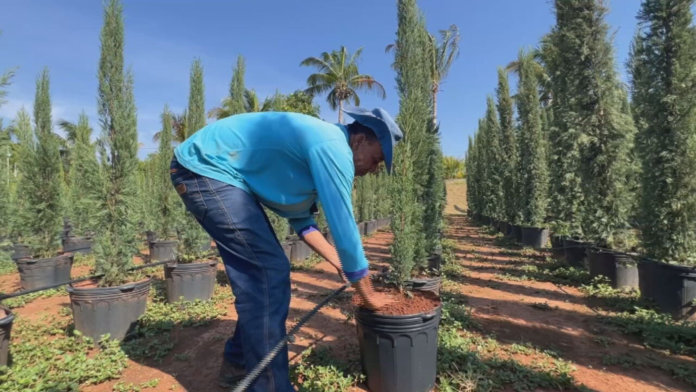 mercado-de-tuias-e-ciprestes-aquece-no-final-do-ano