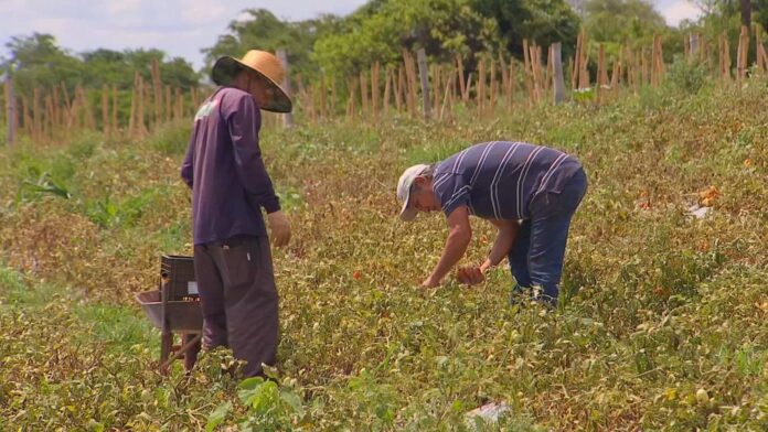 falta-de-mao-de-obra-no-campo-preocupa-produtores-rurais