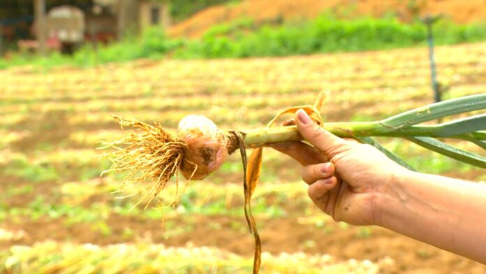 alho-produzido-no-es-ganha-versao-livre-de-doencas-e-com-dentes-maiores