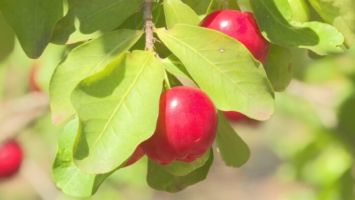 acerola-esta-em-epoca-de-colheita