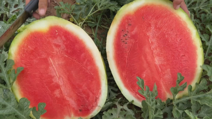 produtores-colhem-safra-de-melancia-em-sp