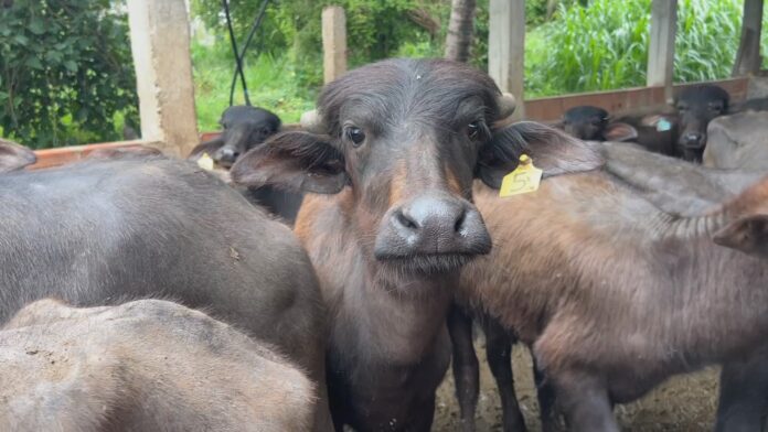 criadores-de-bufalos-recebem-assistencia-para-aumentar-produtividade-do-rebanho