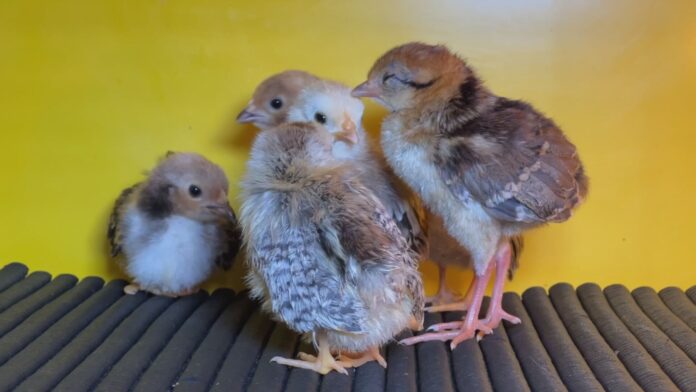 mini-galinhas-podem-medir-ate-15-centimetros-de-altura