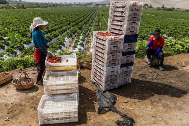 como-peru-transformou-um-dos-desertos-mais-aridos-do-mundo-em-um-centro-de-producao-de-alimentos
