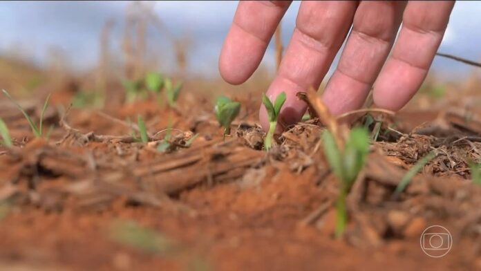 clima-prejudica-agricultura-brasileira-em-2025,-e-plantio-de-graos-deve-cair