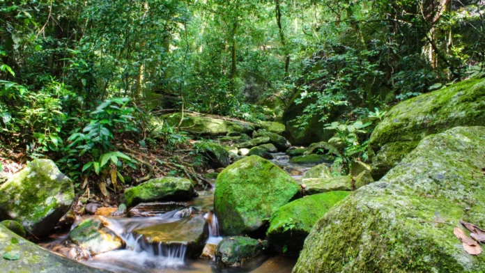 elas-existem.-relembre-10-boas-noticias-de-2025