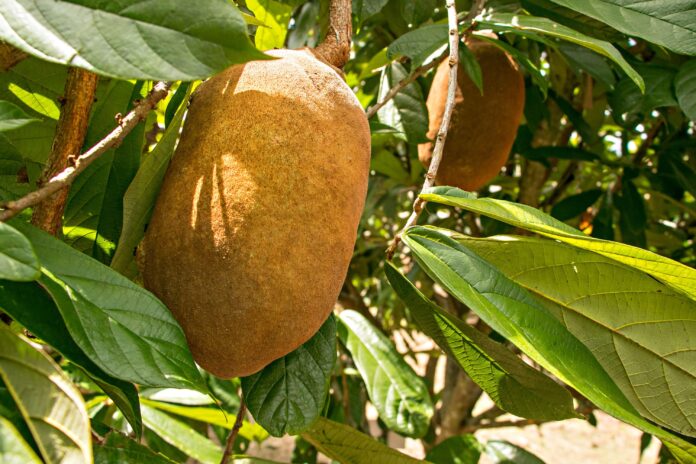 como-fazer-geleia-e-doce-artesanal-de-cupuacu