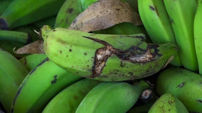 banana-que-iria-para-o-lixo-vira-amido-que-pode-abastecer-industria