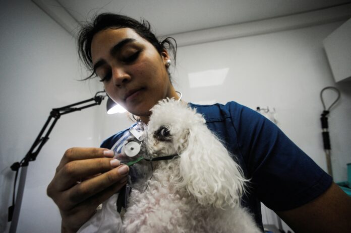 fotos-mostram-devastacao-causada-por-incendios-florestais-no-chile