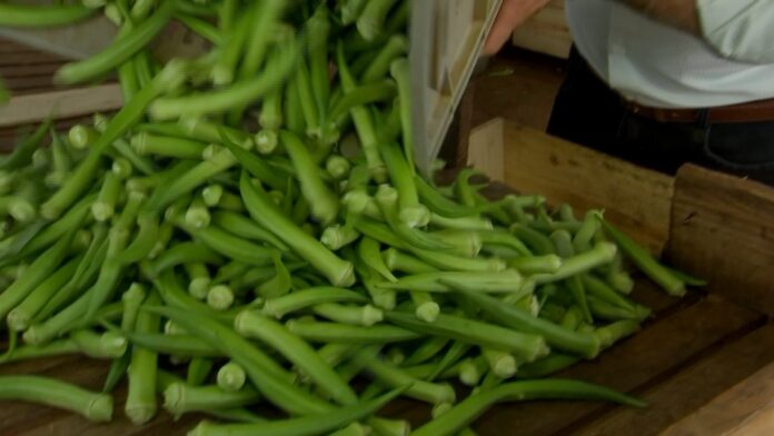 produtores-paulistas-colhem-safra-de-quiabo