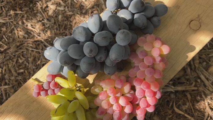 safra-da-uva-atrasa-no-sudoeste-de-sp