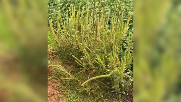 praga-caruru-palmeri-e-encontrada-pela-primeira-vez-no-estado-de-sao-paulo