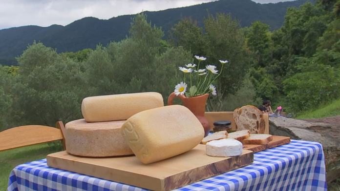 queijarias-artesanais-oferecem-qualidade-e-sabores-variados-na-zona-rural