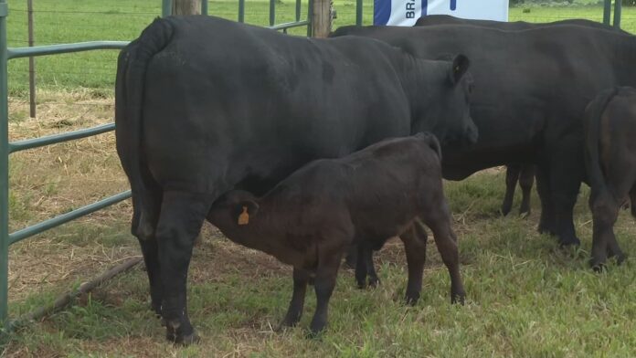 brangus-e-rustico-e-tem-carne-de-qualidade