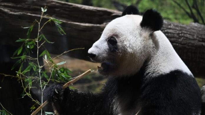 como-a-china-usa-pandas-e-‘guerra-de-zona-cinzenta’-para-aumentar-pressao-sobre-o-japao