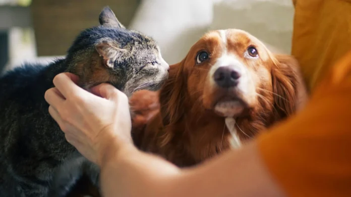 senado-aprova-politica-de-protecao-a-animais-resgatados-em-desastres